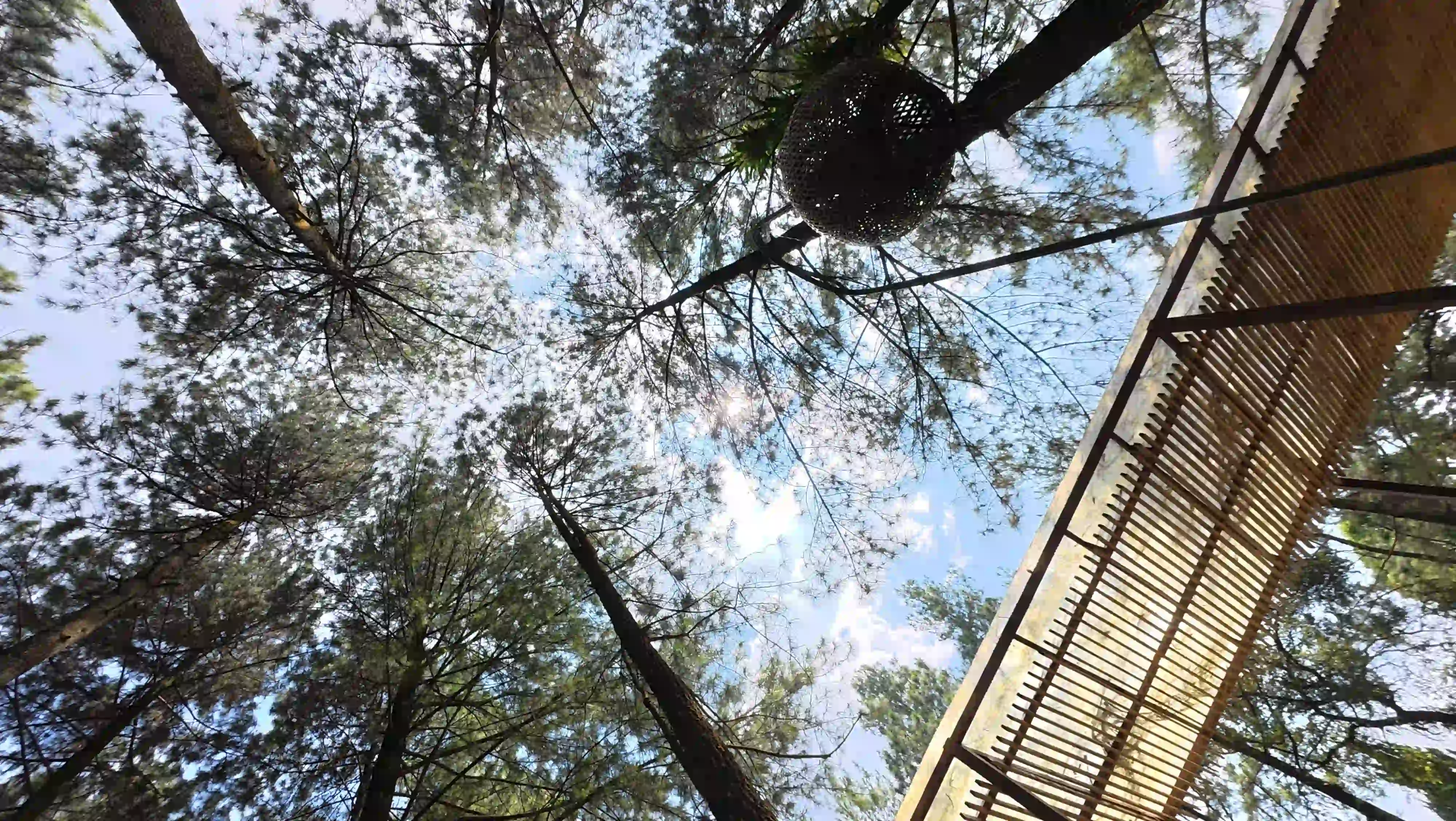 Daong Hutan Pinus